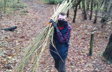 Willow-scaled